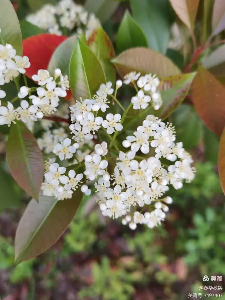 球花石楠 花开如伞